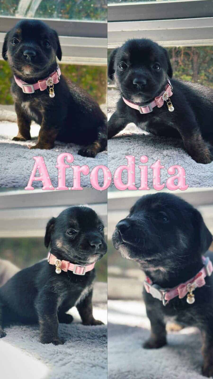 Cachorrita de aproximadamente entre 1 y 2 meses de vida.