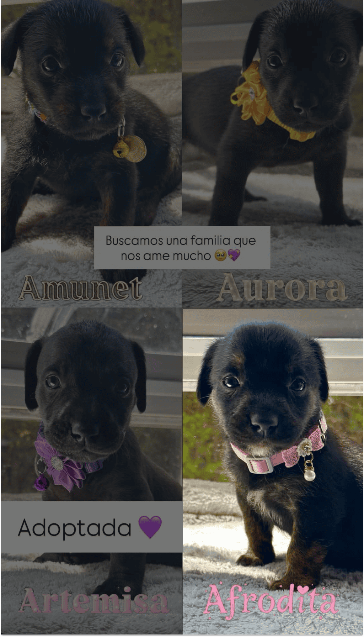 Cachorrita de aproximadamente entre 1 y 2 meses de vida.