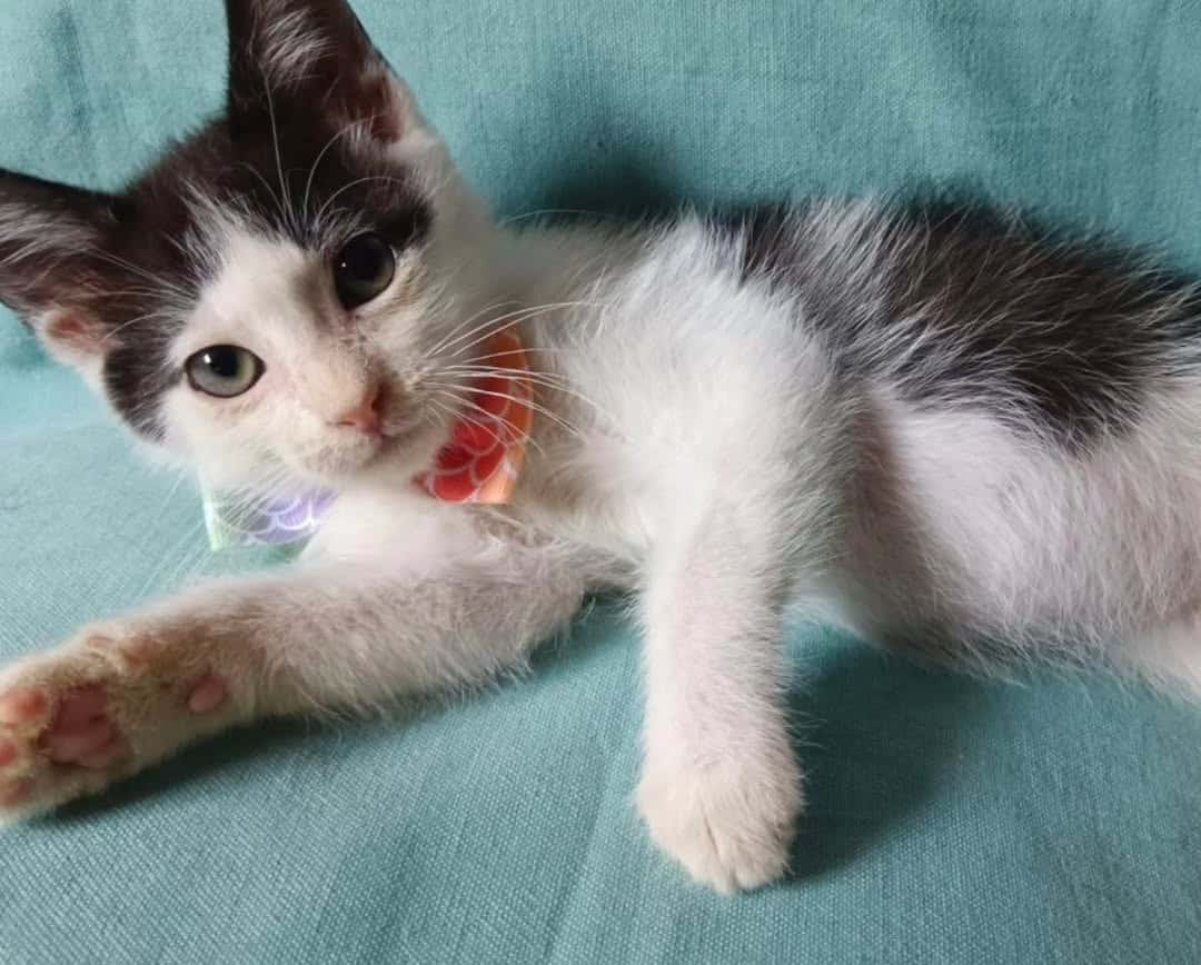 Soy una gatita color negro con blanco y ojitos color verde. 