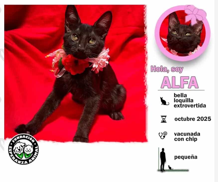 Soy una bebita con 3 meses recién cumplido. Ya estoy vacunada y con chip