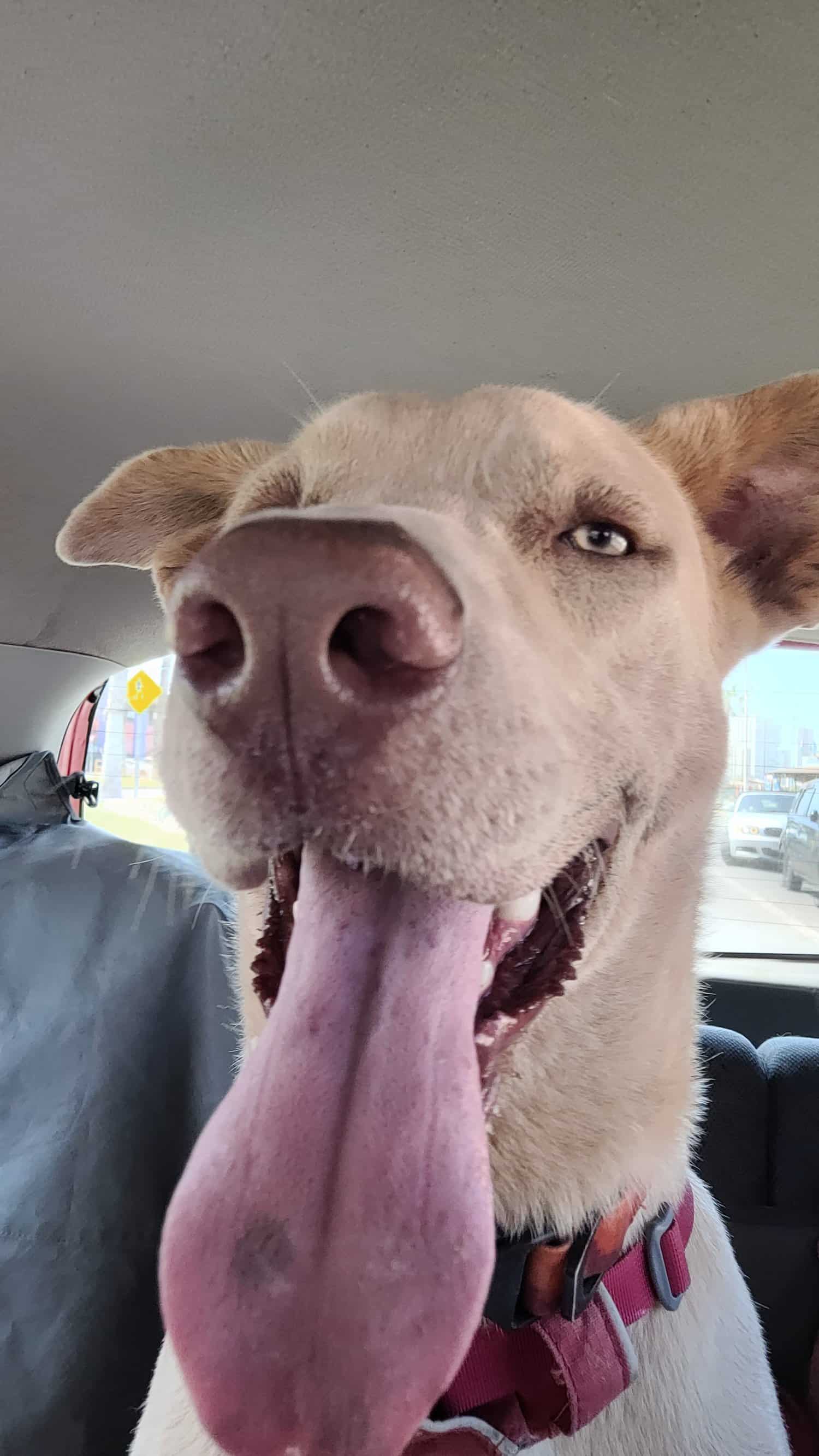 Perro tamaño mediano grande (30 kilos aprox), pelaje claro casi blanco, un blanco sucio, ojos color miel, nariz rosada, contextura atlética, orejas semi paradas