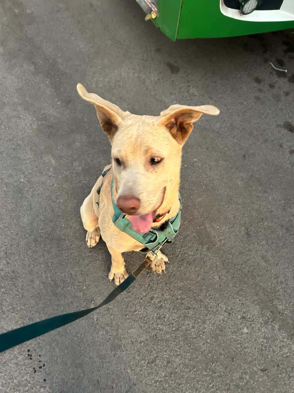 Perro tamaño mediano grande (30 kilos aprox), pelaje claro casi blanco, un blanco sucio, ojos color miel, nariz rosada, contextura atlética, orejas semi paradas