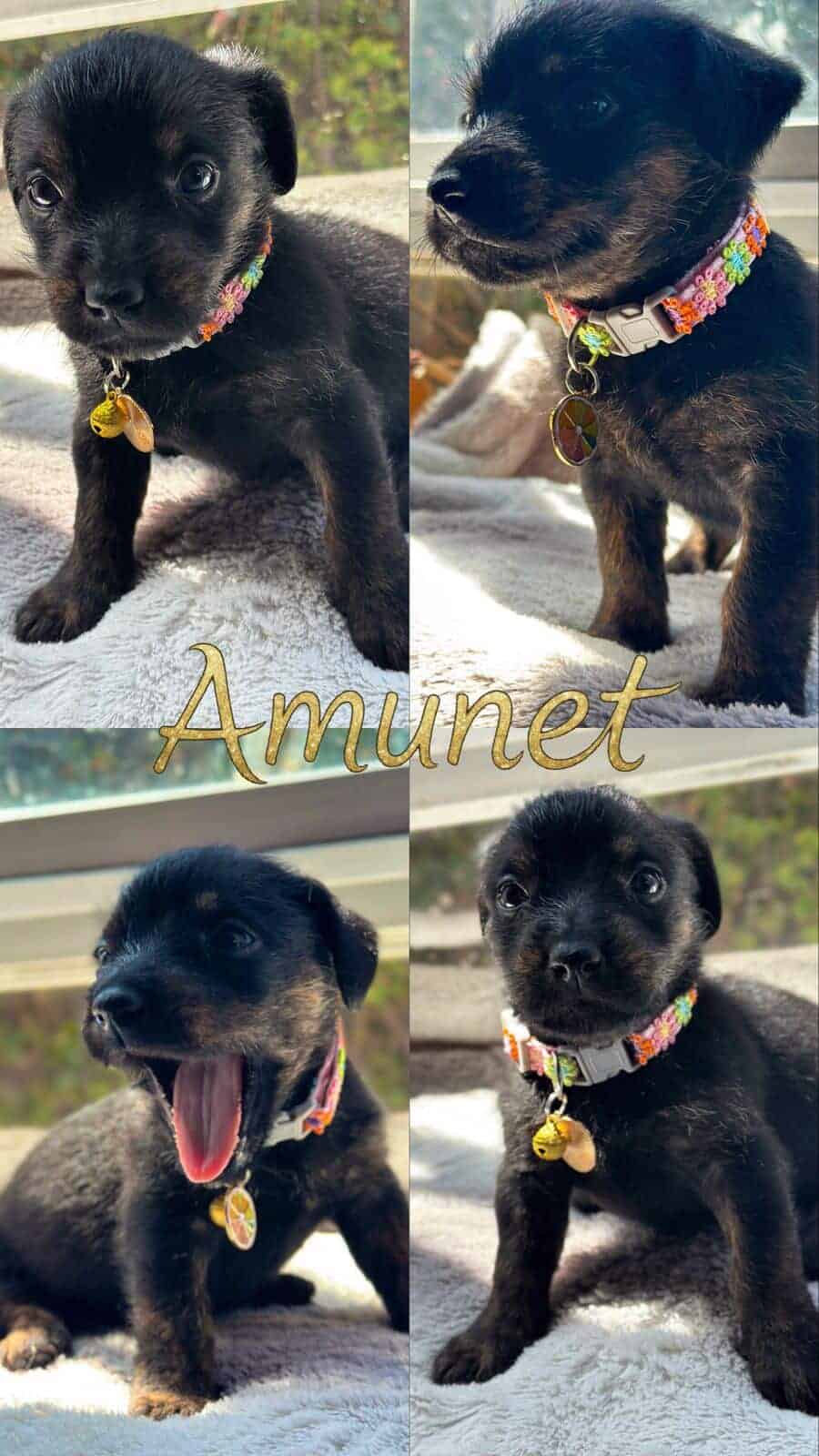 Cachorrita de aproximadamente entre 1 y 2 meses de vida.