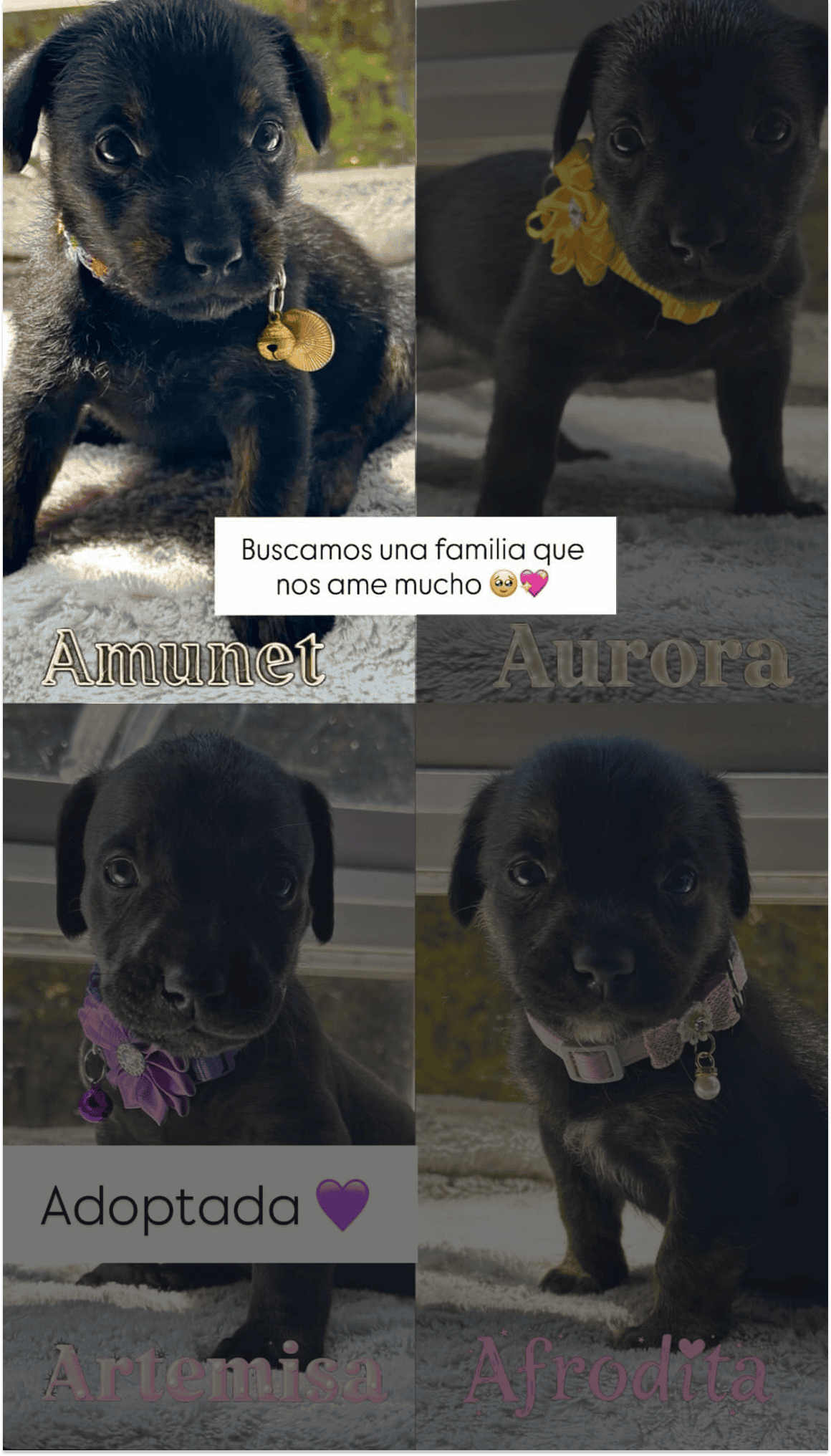 Cachorrita de aproximadamente entre 1 y 2 meses de vida.