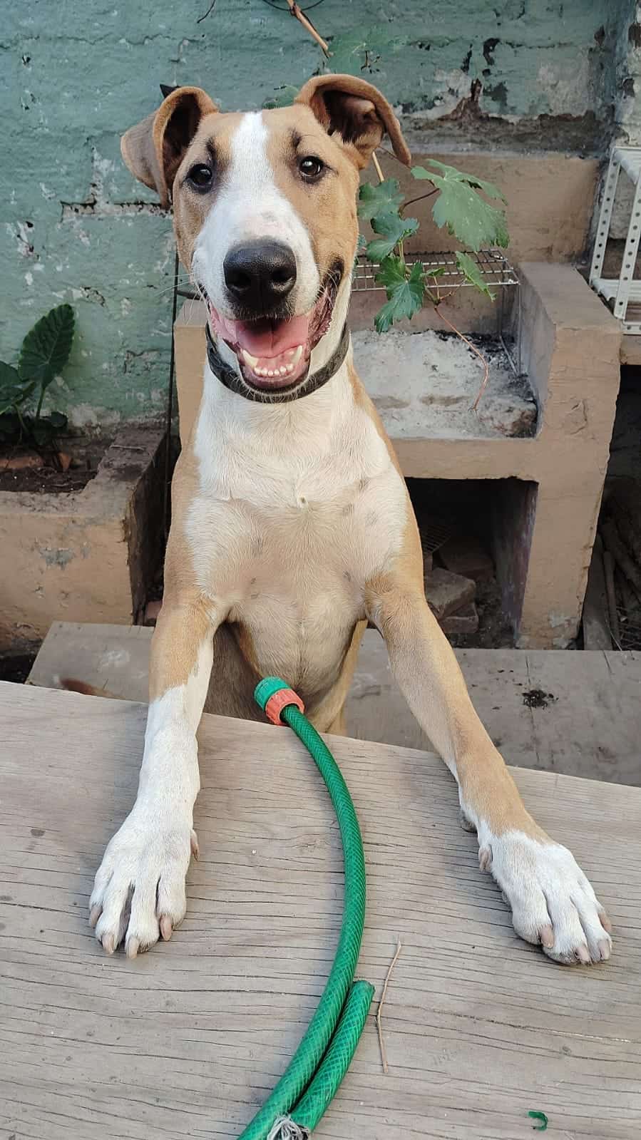 Grande, 25Kg aprox., café con manchas blancas
