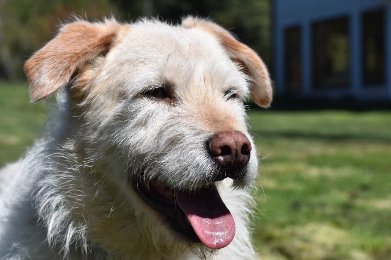 Aron es un perro de color amarillo, de pelo relativamente largo y suave pero a su vez revoltoso y pinchudo sobretodo en nariz y bigotes. Es de tamaño mediano.