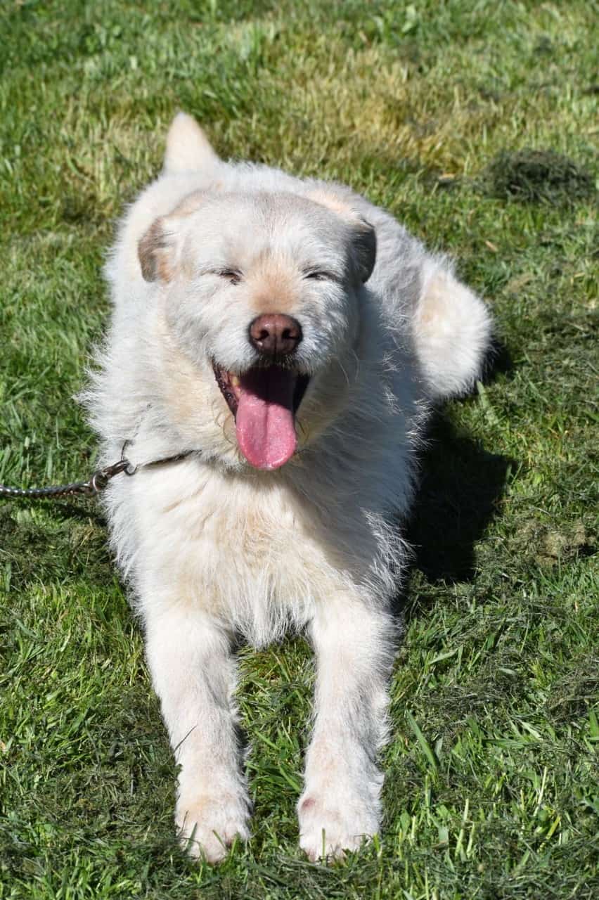 Aron es un perro de color amarillo, de pelo relativamente largo y suave pero a su vez revoltoso y pinchudo sobretodo en nariz y bigotes. Es de tamaño mediano.