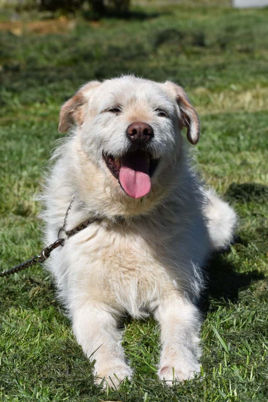 Aron es un perro de color amarillo, de pelo relativamente largo y suave pero a su vez revoltoso y pinchudo sobretodo en nariz y bigotes. Es de tamaño mediano.