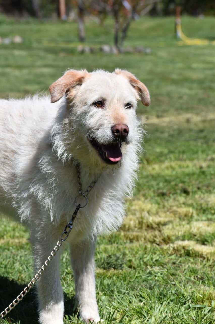 Aron es un perro de color amarillo, de pelo relativamente largo y suave pero a su vez revoltoso y pinchudo sobretodo en nariz y bigotes. Es de tamaño mediano.