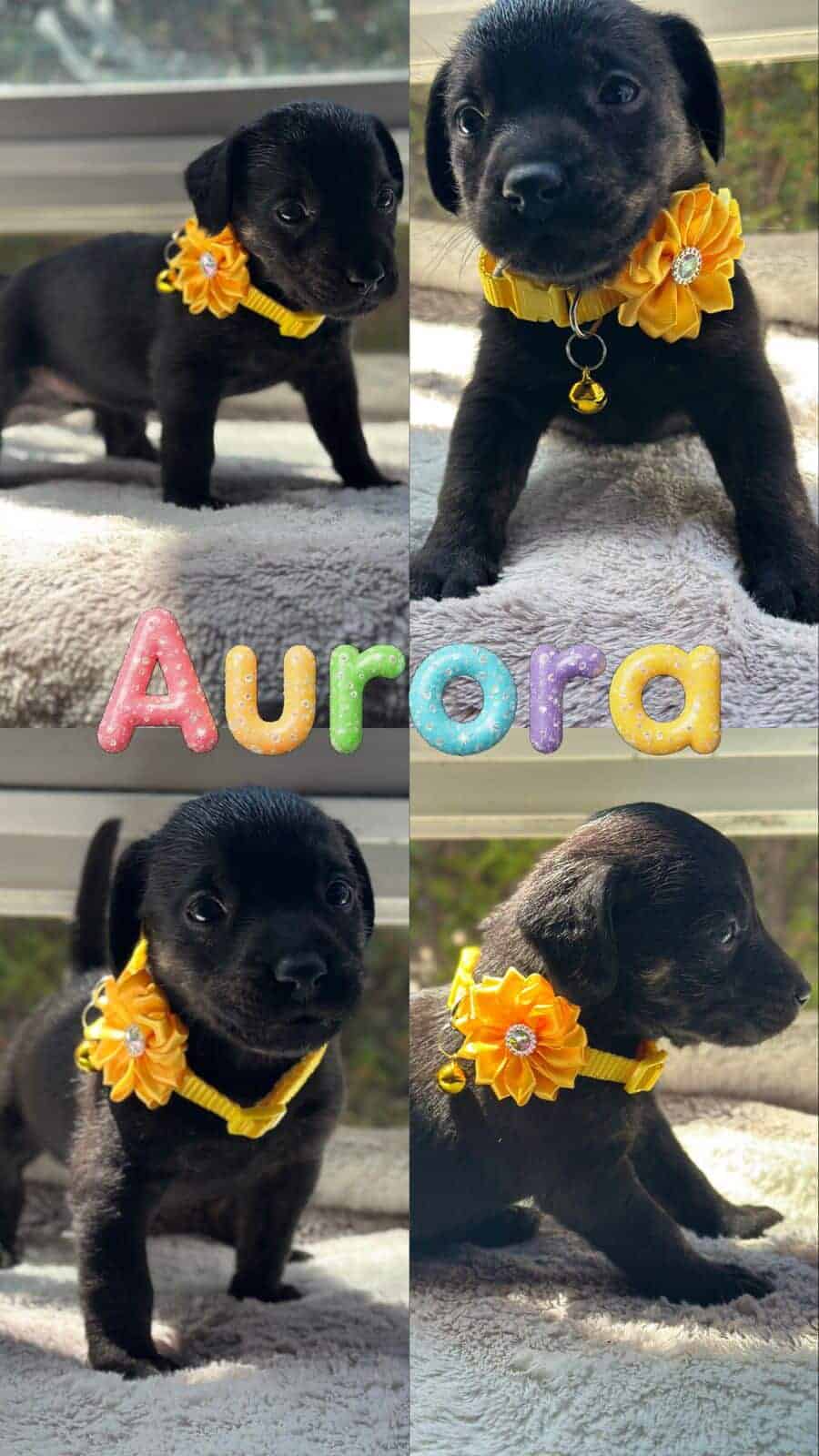 Cachorrita de aproximadamente entre 1 y 2 meses de vida.