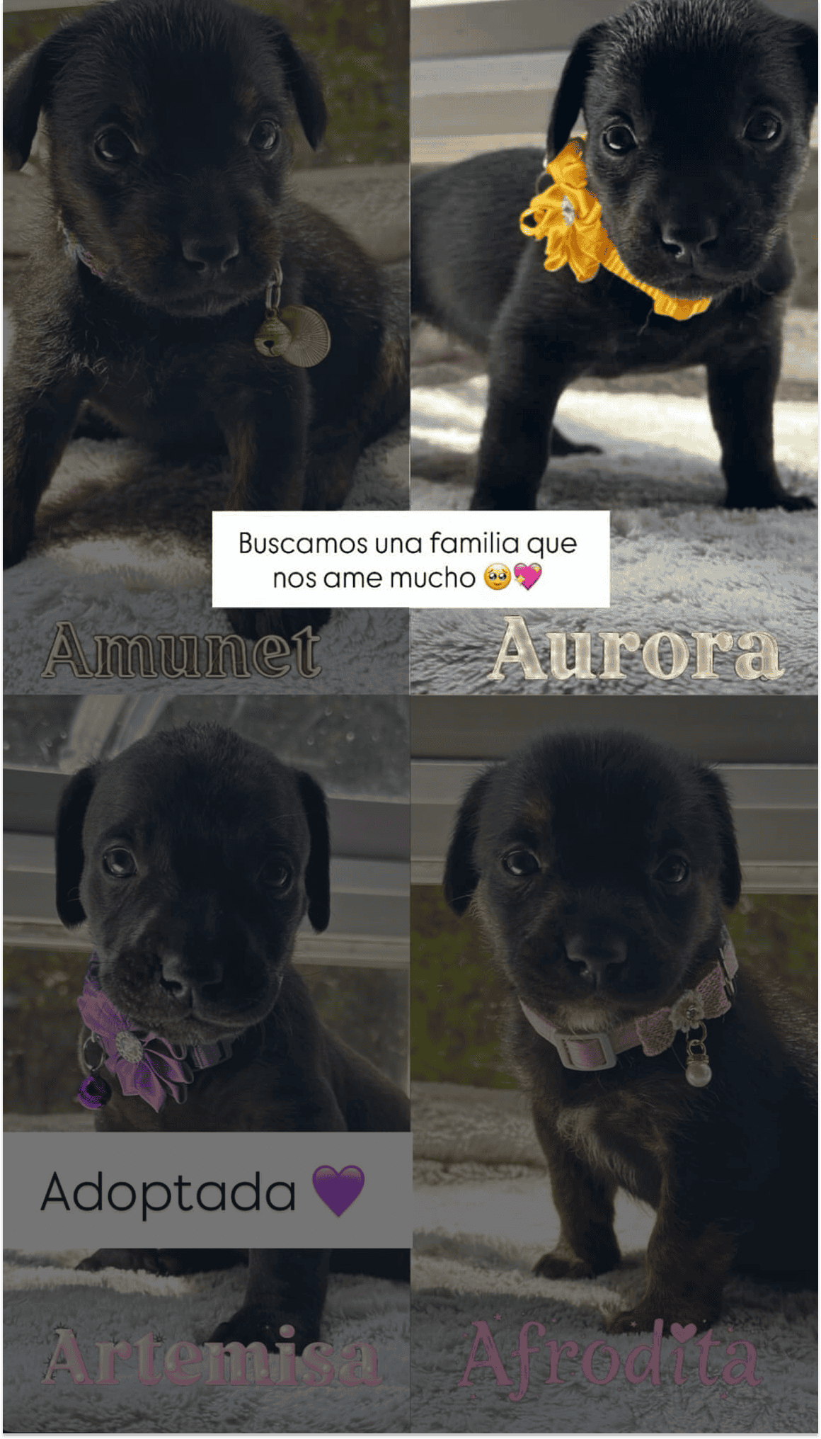 Cachorrita de aproximadamente entre 1 y 2 meses de vida.