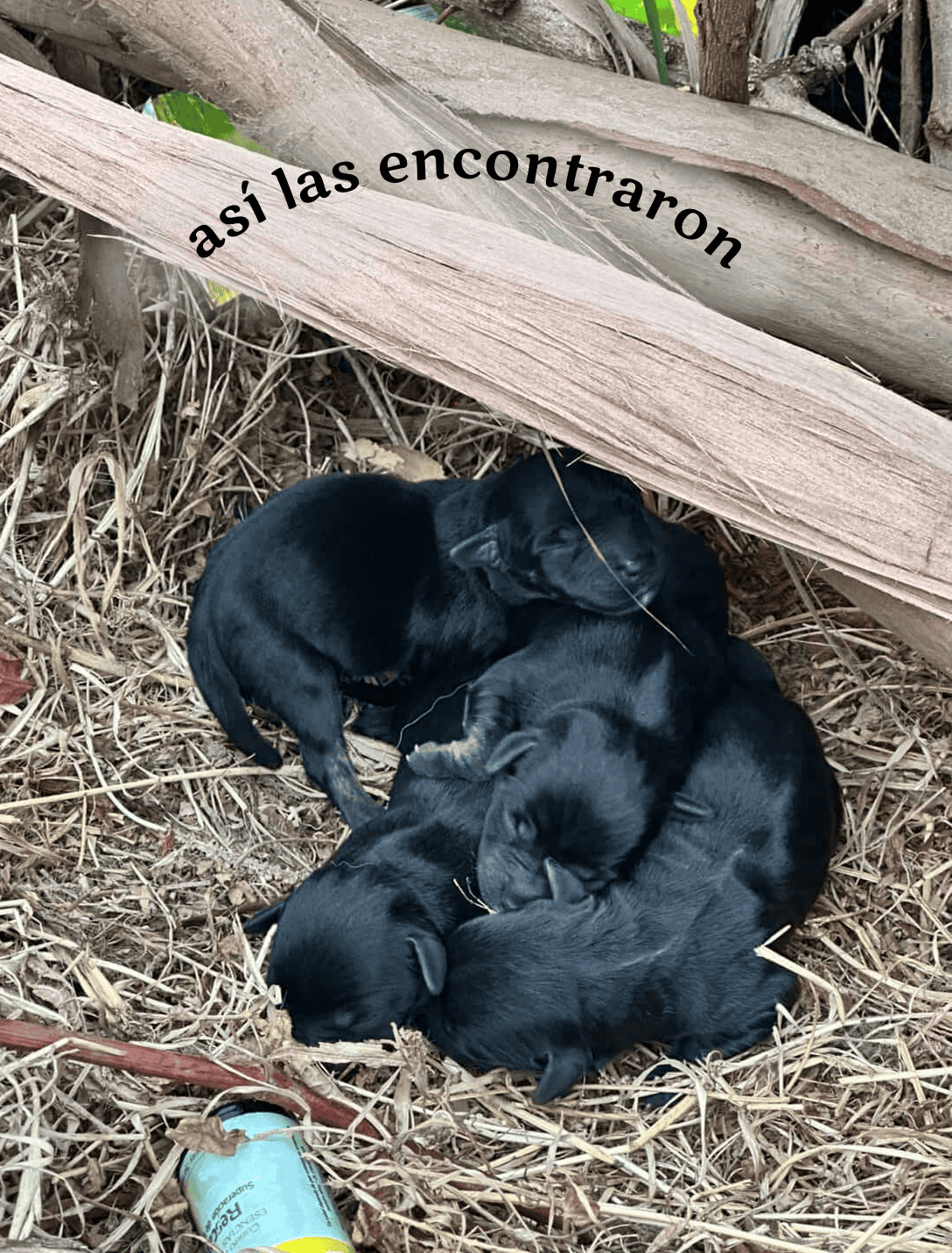 Cachorrita de aproximadamente entre 1 y 2 meses de vida.