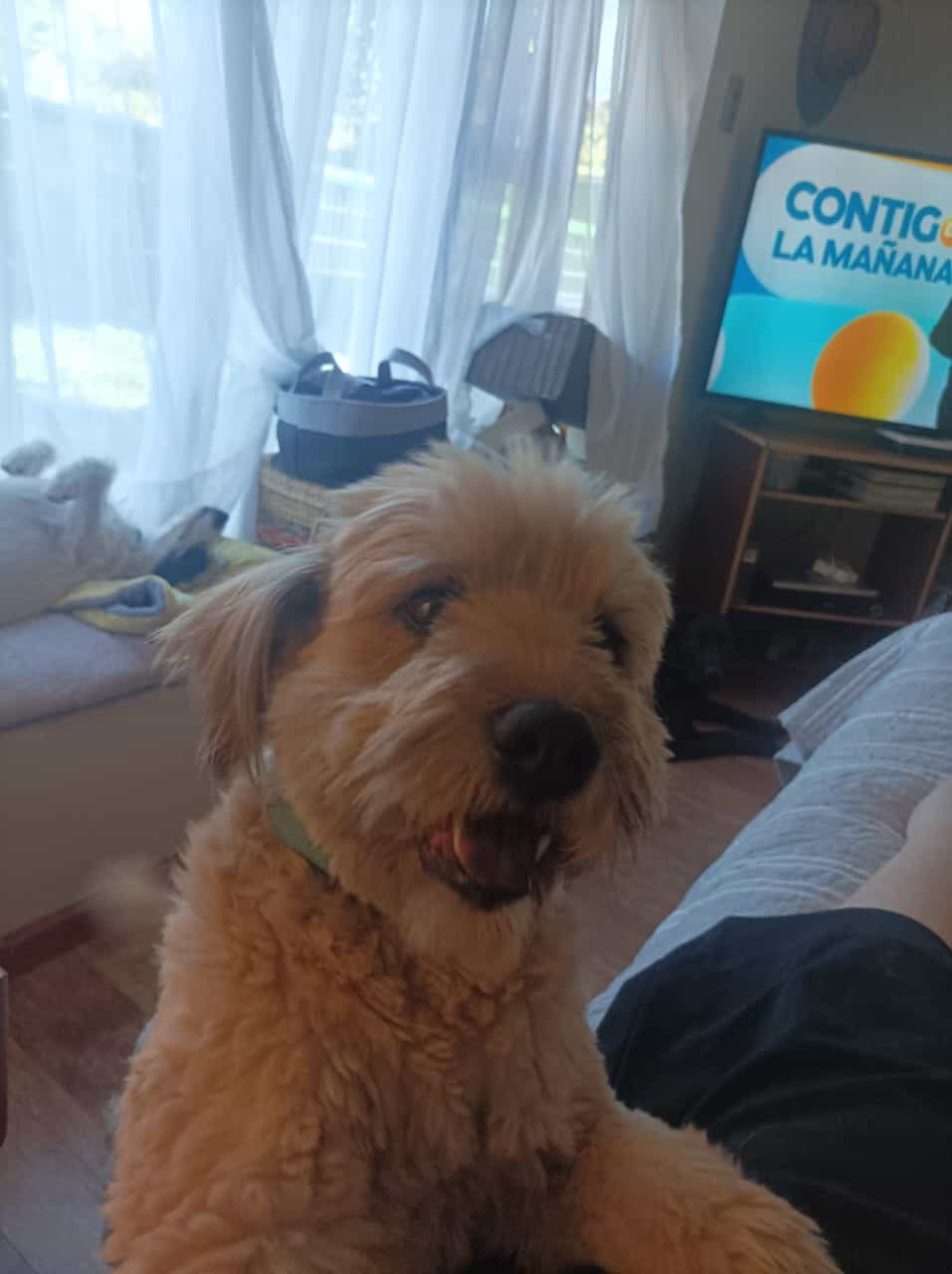 Benito es peludito, de un precioso color Sandy, peludo como un poodle Chipre, físicamente es un oso de peluche. Tiene unas bellas manchitas en su lengua.