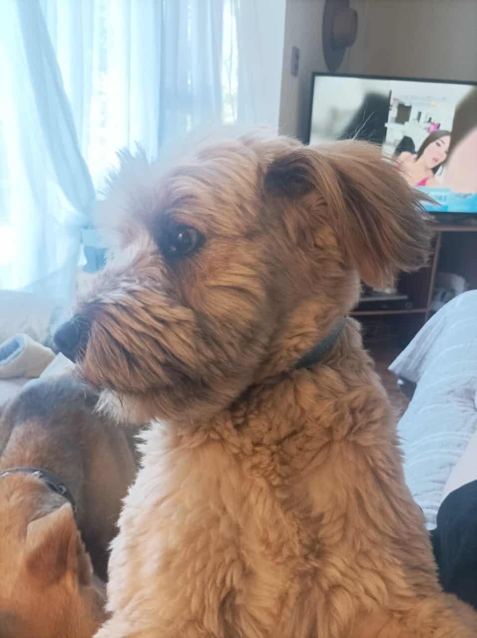 Benito es peludito, de un precioso color Sandy, peludo como un poodle Chipre, físicamente es un oso de peluche. Tiene unas bellas manchitas en su lengua.