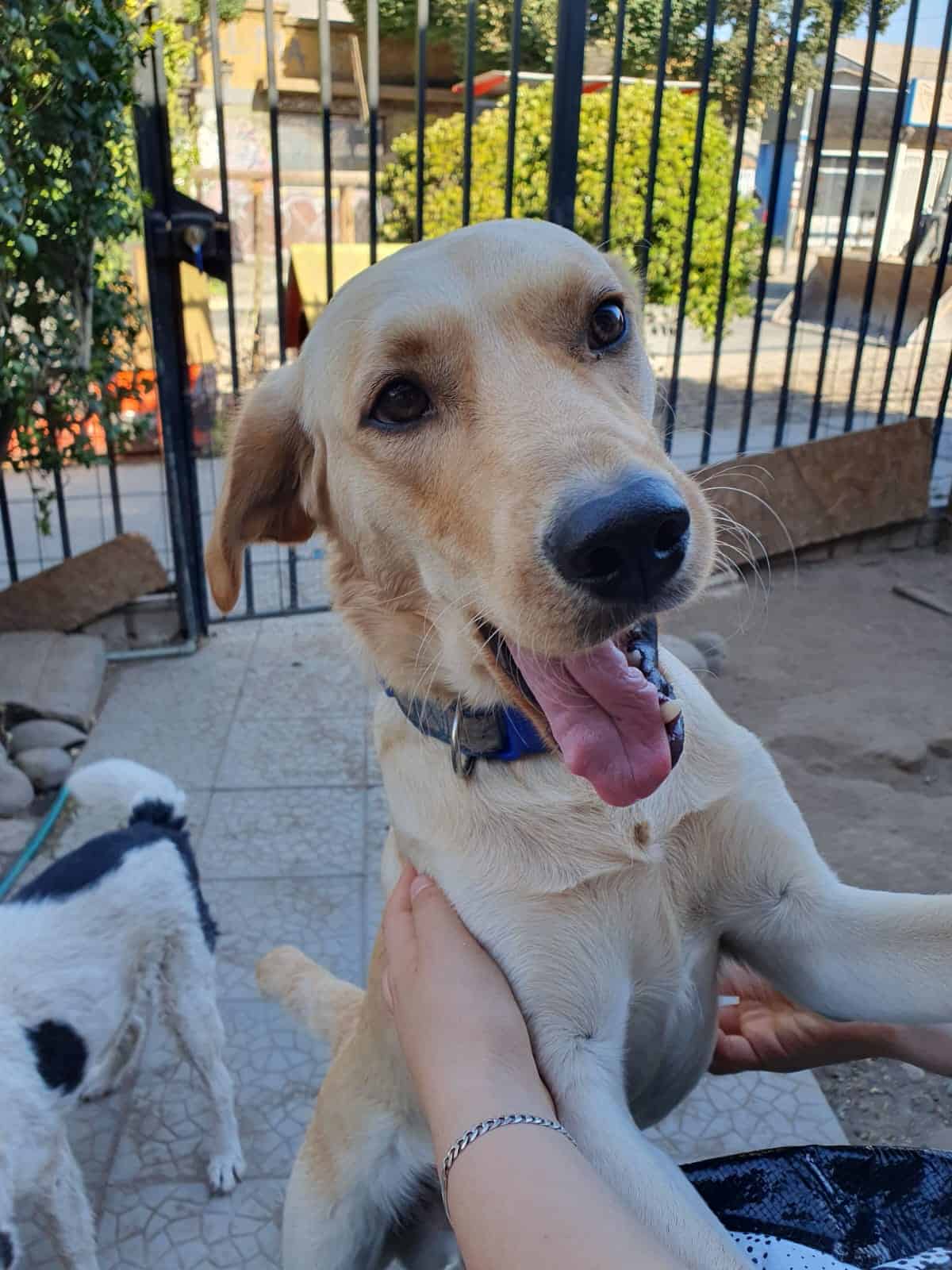 Benito es un perrito de tamaño mediano - grande, pelito corto y color cafe claro