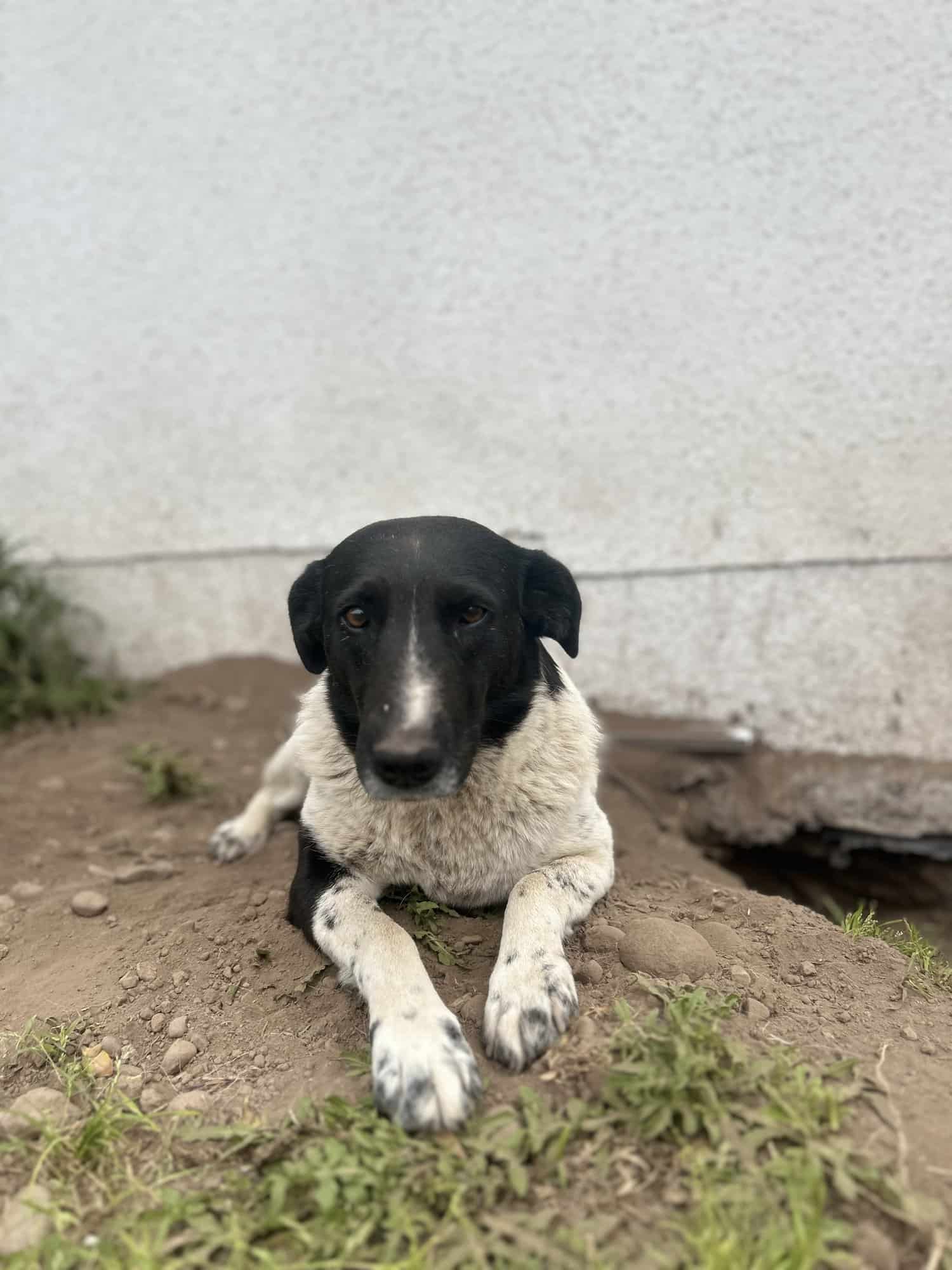 Blanca con manchas negras… su carita es negrita 