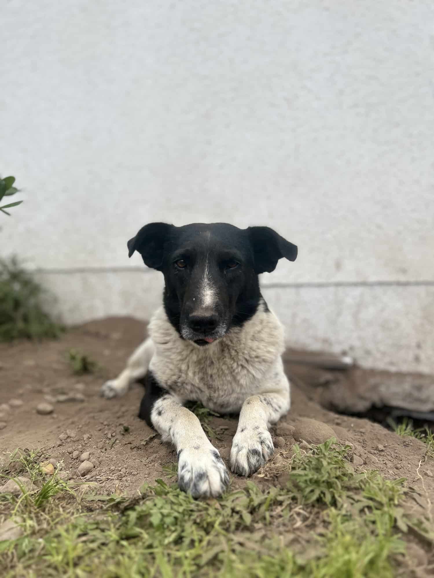 Blanca con manchas negras… su carita es negrita 