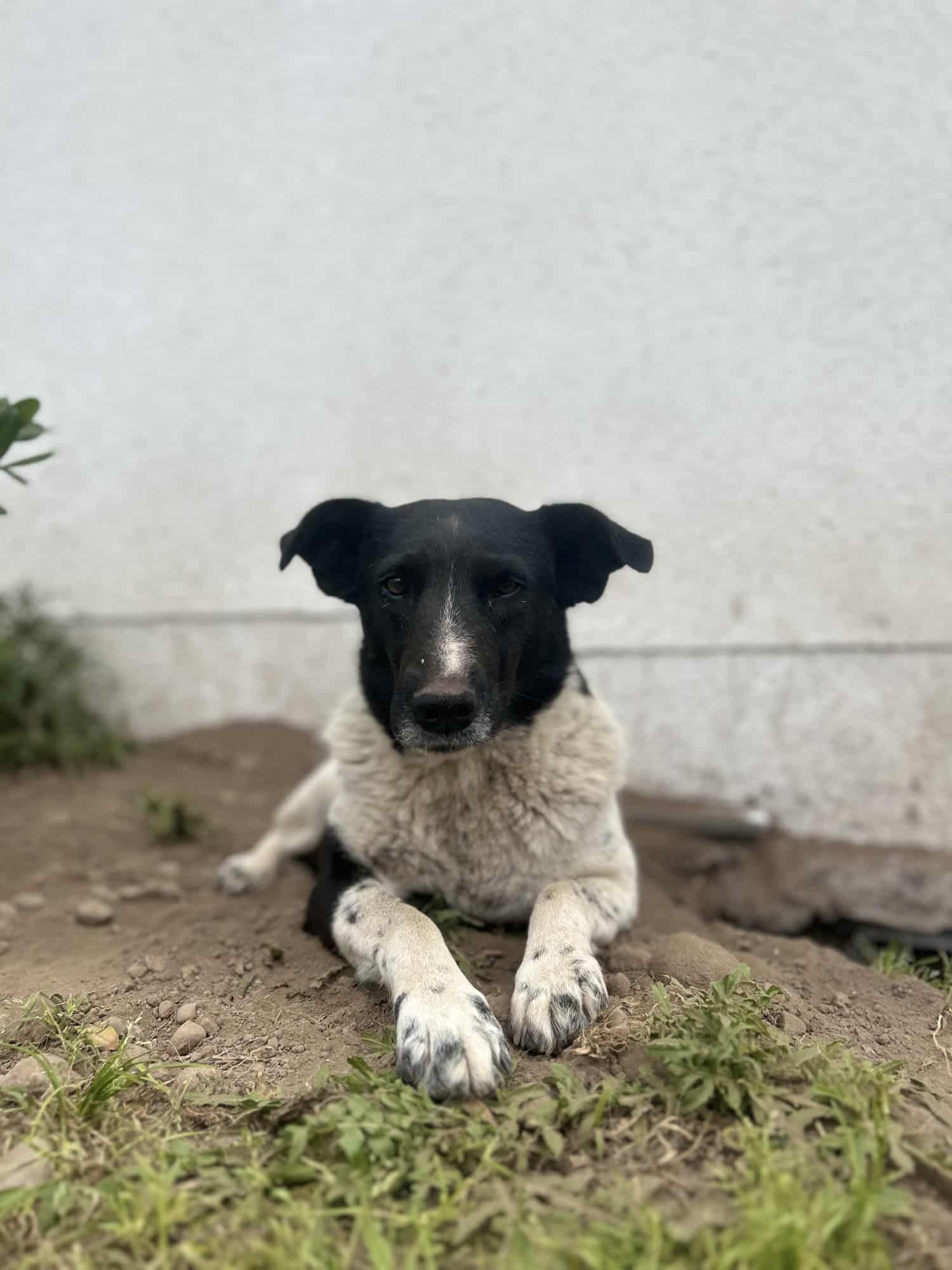 Blanca con manchas negras… su carita es negrita 