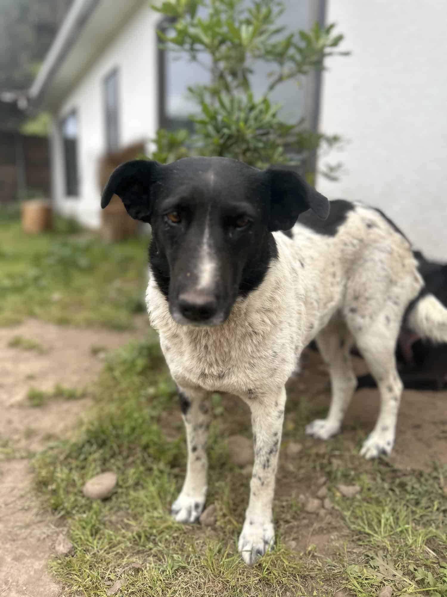 Blanca con manchas negras… su carita es negrita 