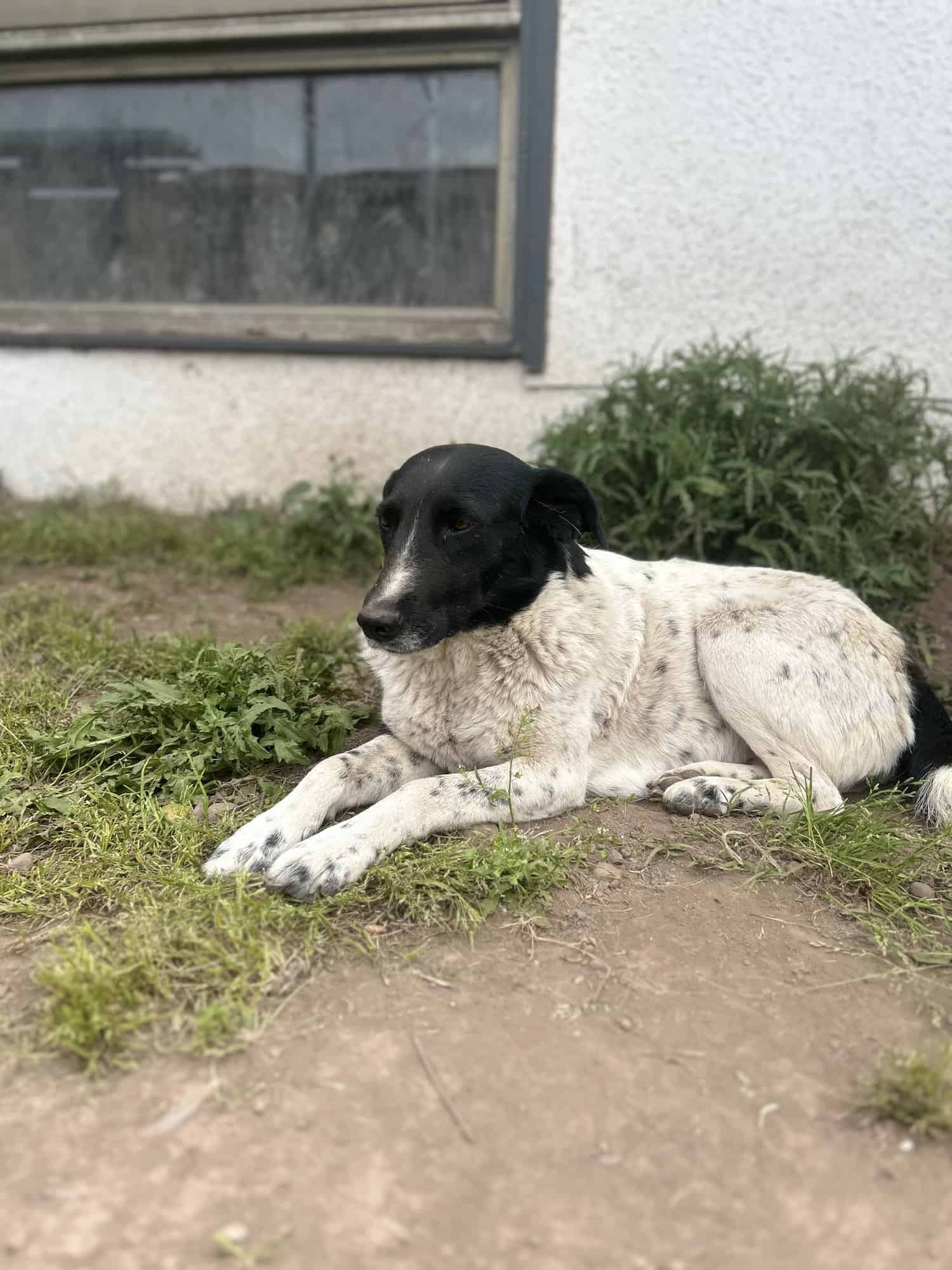 Blanca con manchas negras… su carita es negrita 