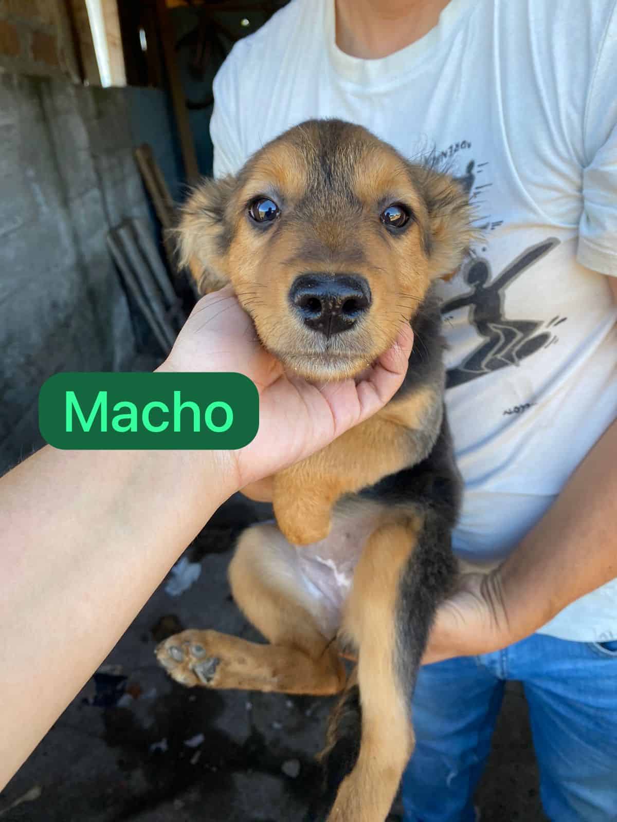 Cachorro tamaño grande de pelaje color café oscuro con manchas café claro. Sus ojos son color café