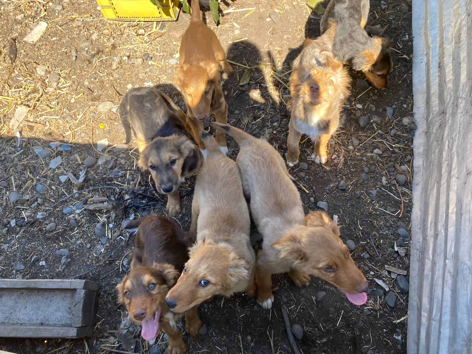 Cachorra de pelaje y ojos color marrón, sus dos patitas delanteras tienen manchitas blancas y será de tamaño grande 