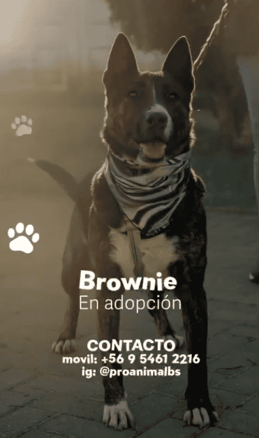 • Machito adorable de 5 años.

• Mestizo de Bull terrier 

• Castrado y con todas sus vacunas al día