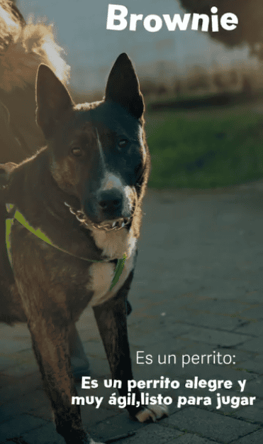 • Machito adorable de 5 años.

• Mestizo de Bull terrier 

• Castrado y con todas sus vacunas al día