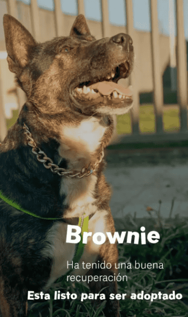 • Machito adorable de 5 años.

• Mestizo de Bull terrier 

• Castrado y con todas sus vacunas al día