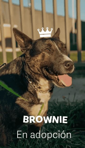 • Machito adorable de 5 años.

• Mestizo de Bull terrier 

• Castrado y con todas sus vacunas al día