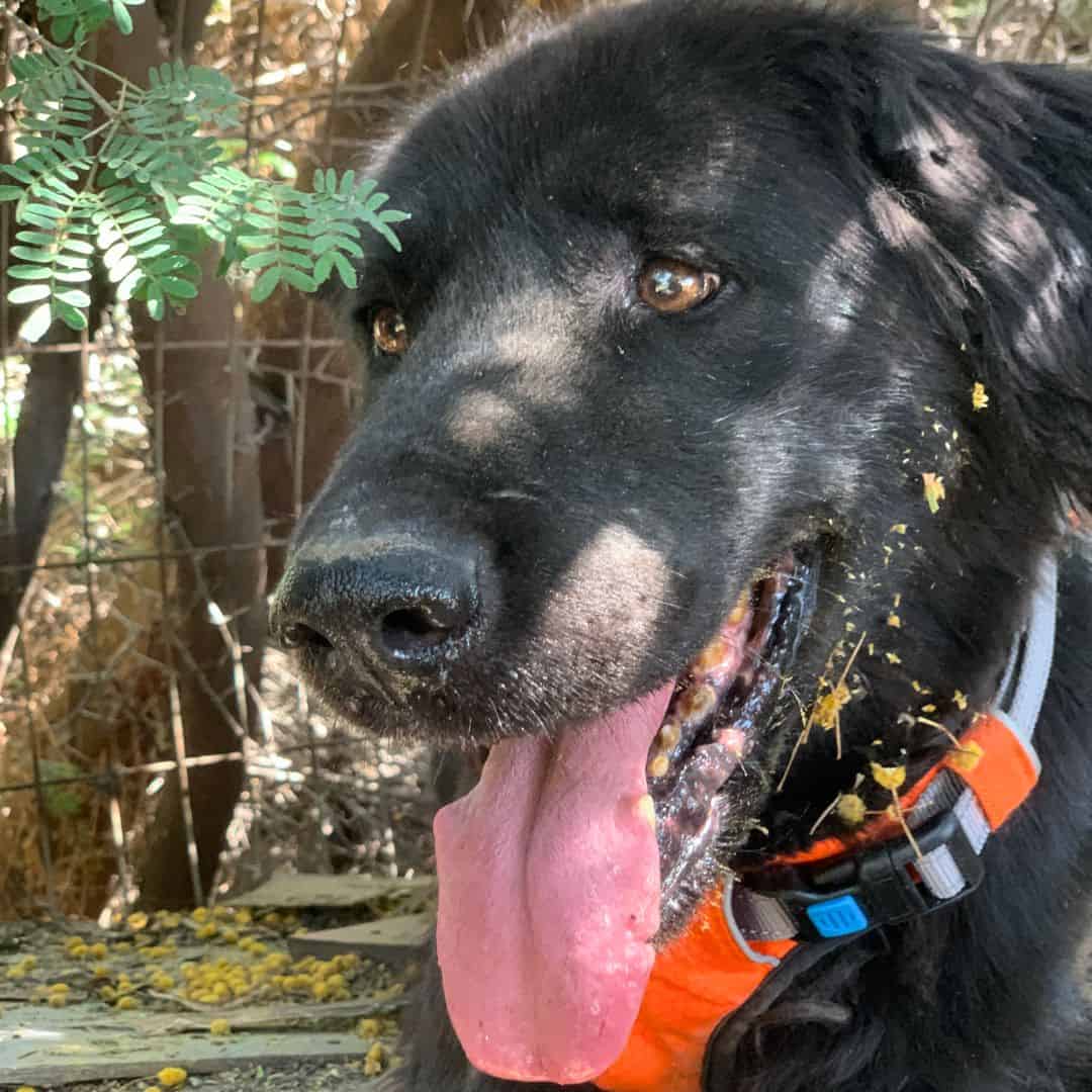 Es un perro tipo golden, negro, grande, peso aproximado 28 kilos, pelaje liso y sano. 