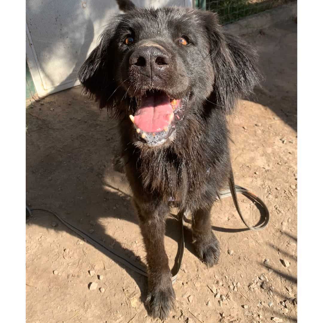 Es un perro tipo golden, negro, grande, peso aproximado 28 kilos, pelaje liso y sano. 