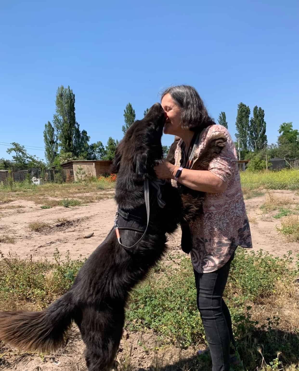 Es un perro tipo golden, negro, grande, peso aproximado 28 kilos, pelaje liso y sano. 