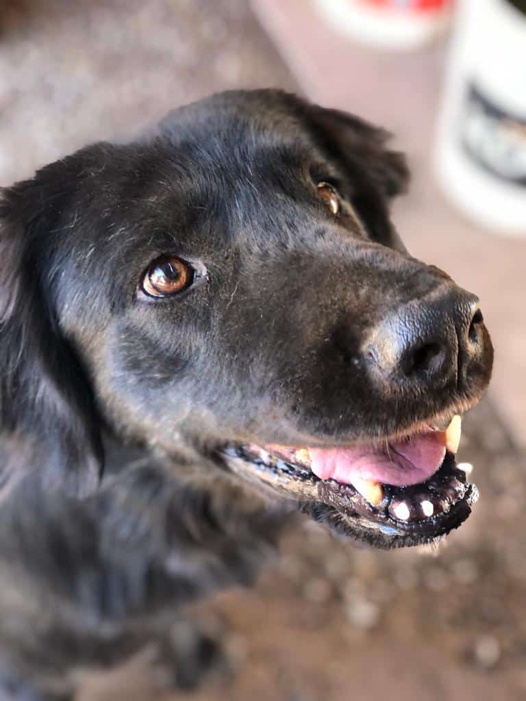 Es un perro tipo golden, negro, grande, peso aproximado 28 kilos, pelaje liso y sano. 