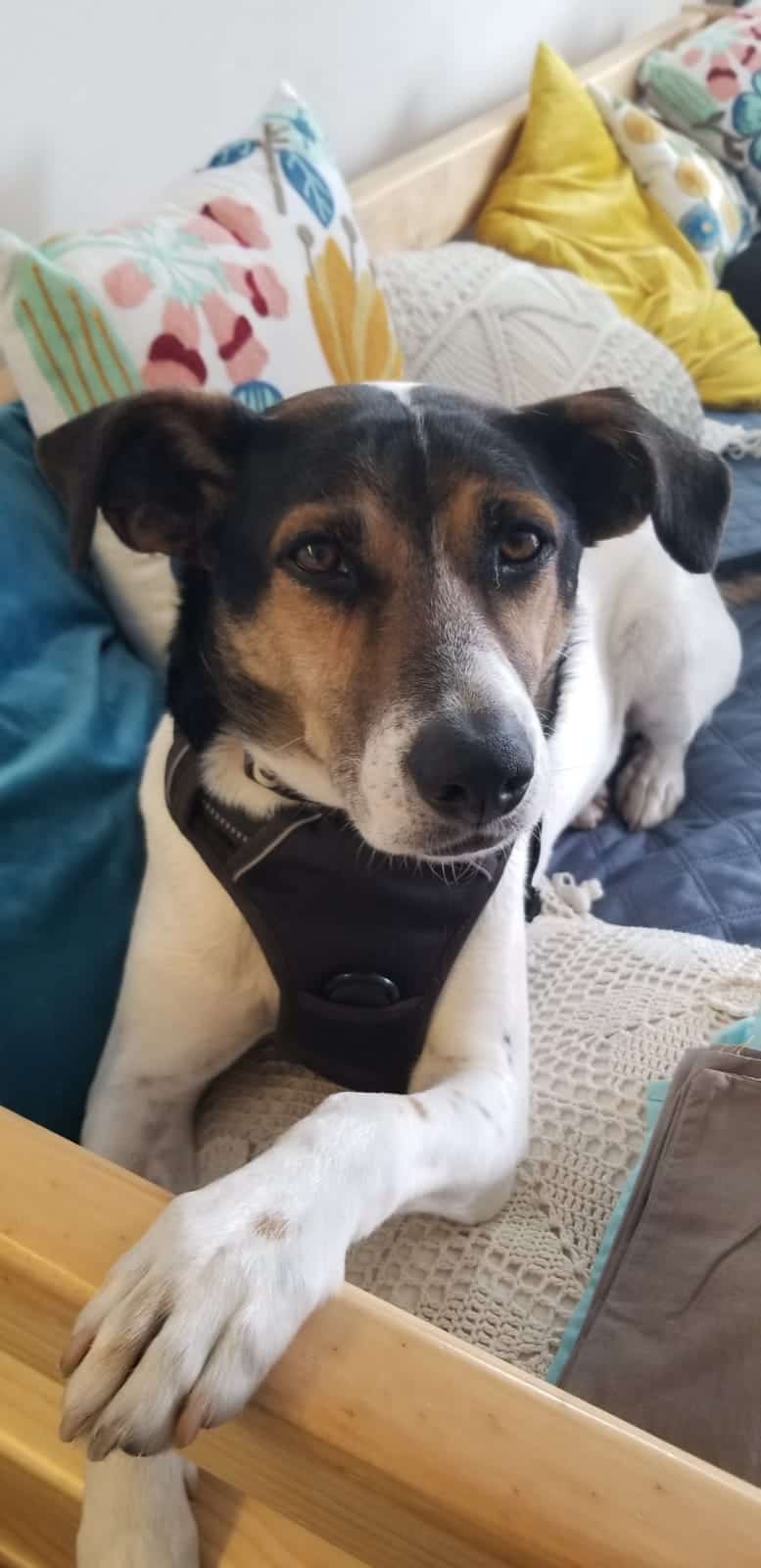 Bruno parece fox terrier, por sus colores y carita, pero es mediano, tiene pelo corto y los ojos mas hermosos que podrás encontrar.