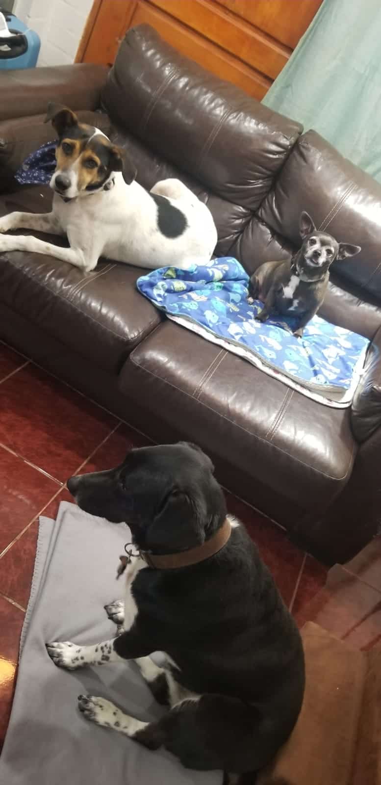 Bruno parece fox terrier, por sus colores y carita, pero es mediano, tiene pelo corto y los ojos mas hermosos que podrás encontrar.