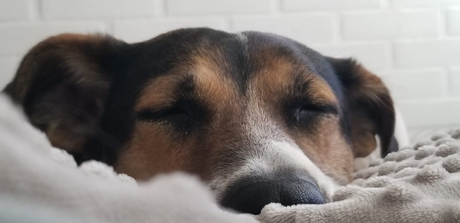 Bruno parece fox terrier, por sus colores y carita, pero es mediano, tiene pelo corto y los ojos mas hermosos que podrás encontrar.