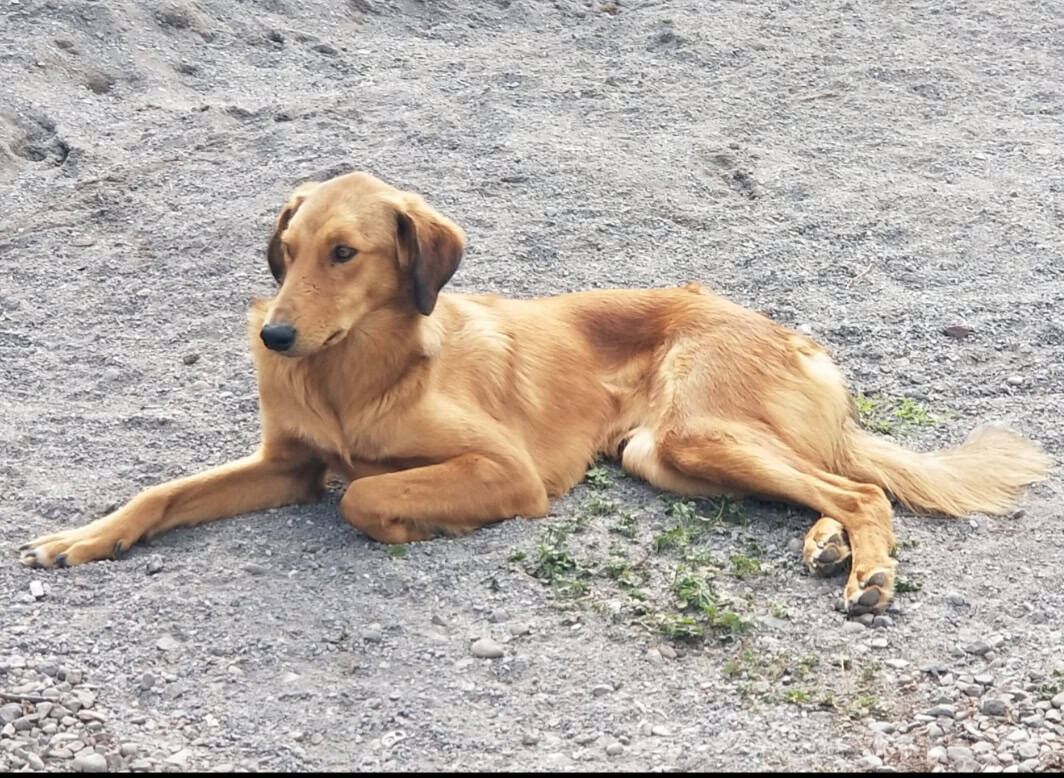 Cafecita es mestiza con apariencia de golden retriever y collie. Tiene pelo largo, anaranjado y muy suave. Ella es tamaño mediano. Además ella sonríe. 