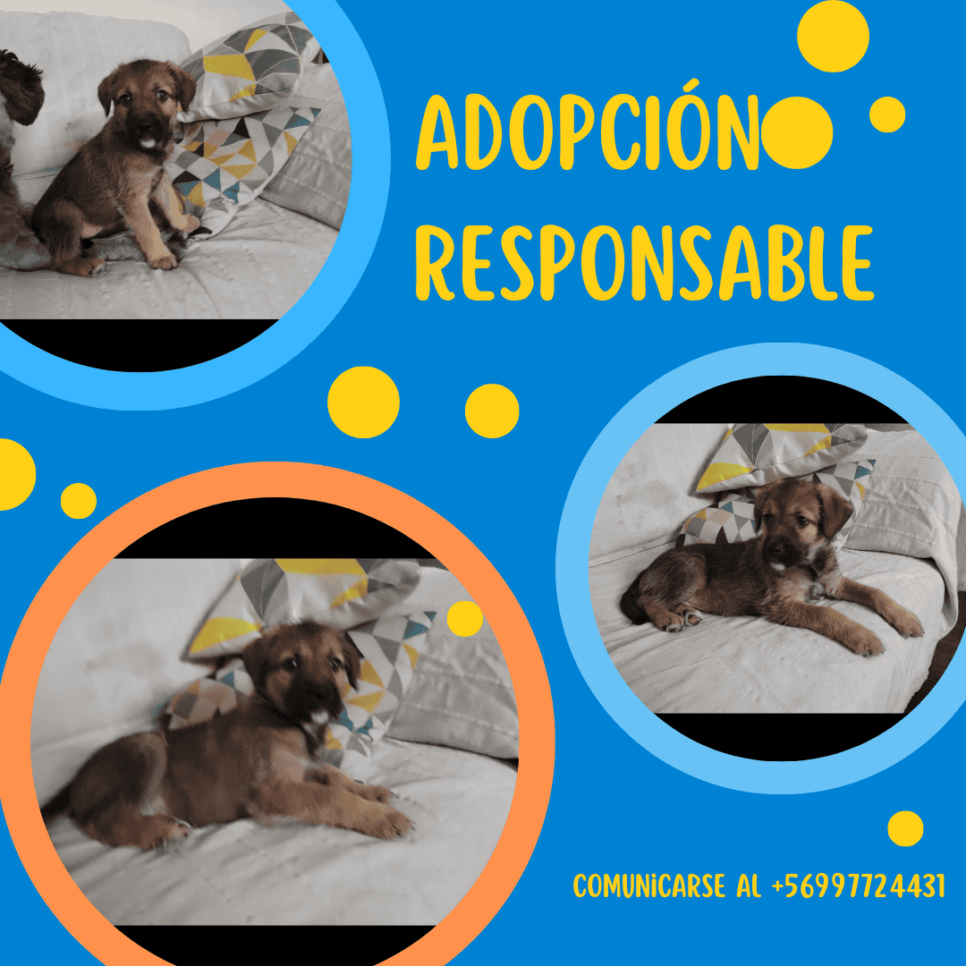 Hembra mestiza de 2 meses 