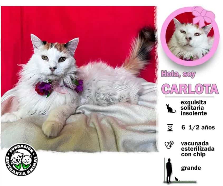 Soy una gatita con más de 6 años de vida. Ya estoy vacunada, esterilizada y con chip