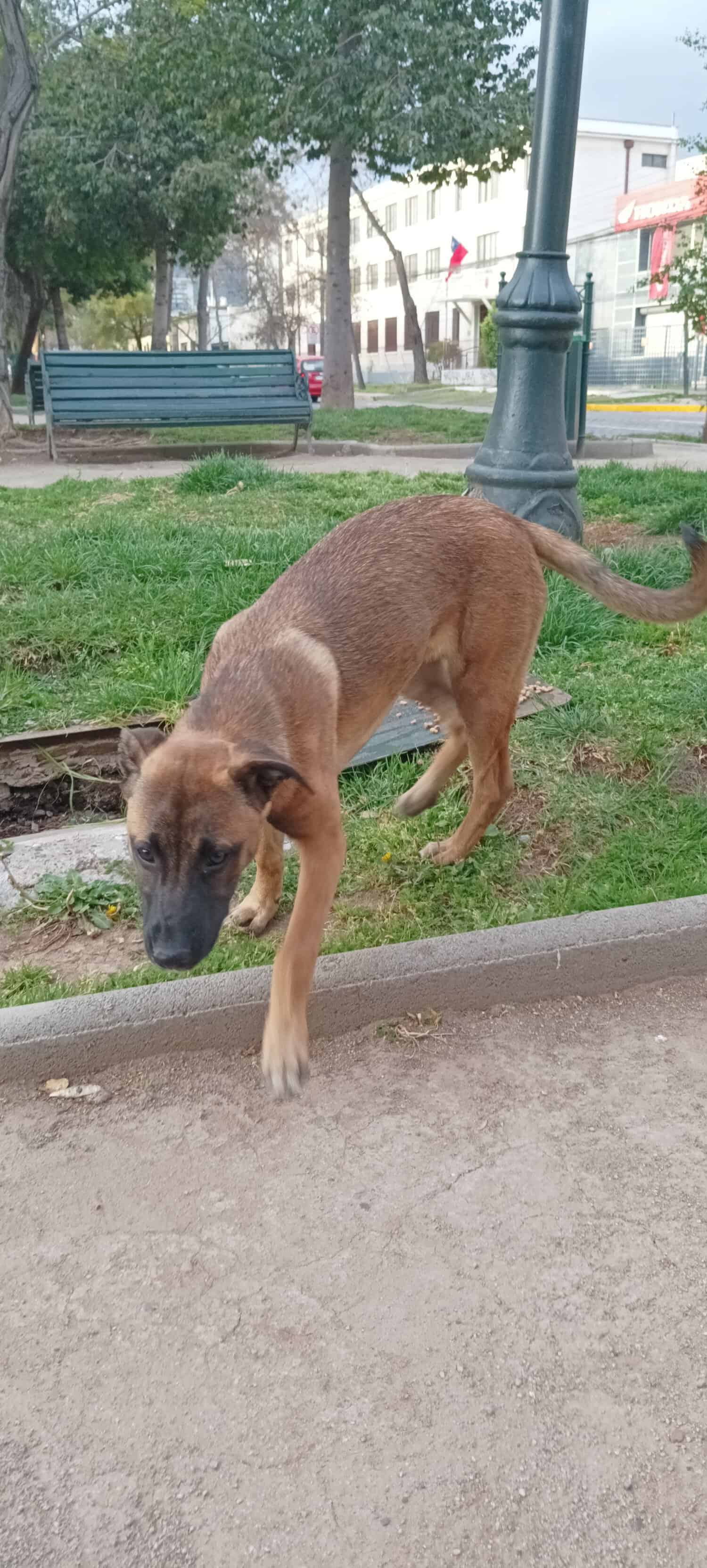 Perrita de entre 5 y 6 meses de edad, de orejas locas, color castaño casi completa, menos su hocico y la punta de su cola, que son negros. Parece una Pastor Belga flacucha, pesa 14 kilos. 