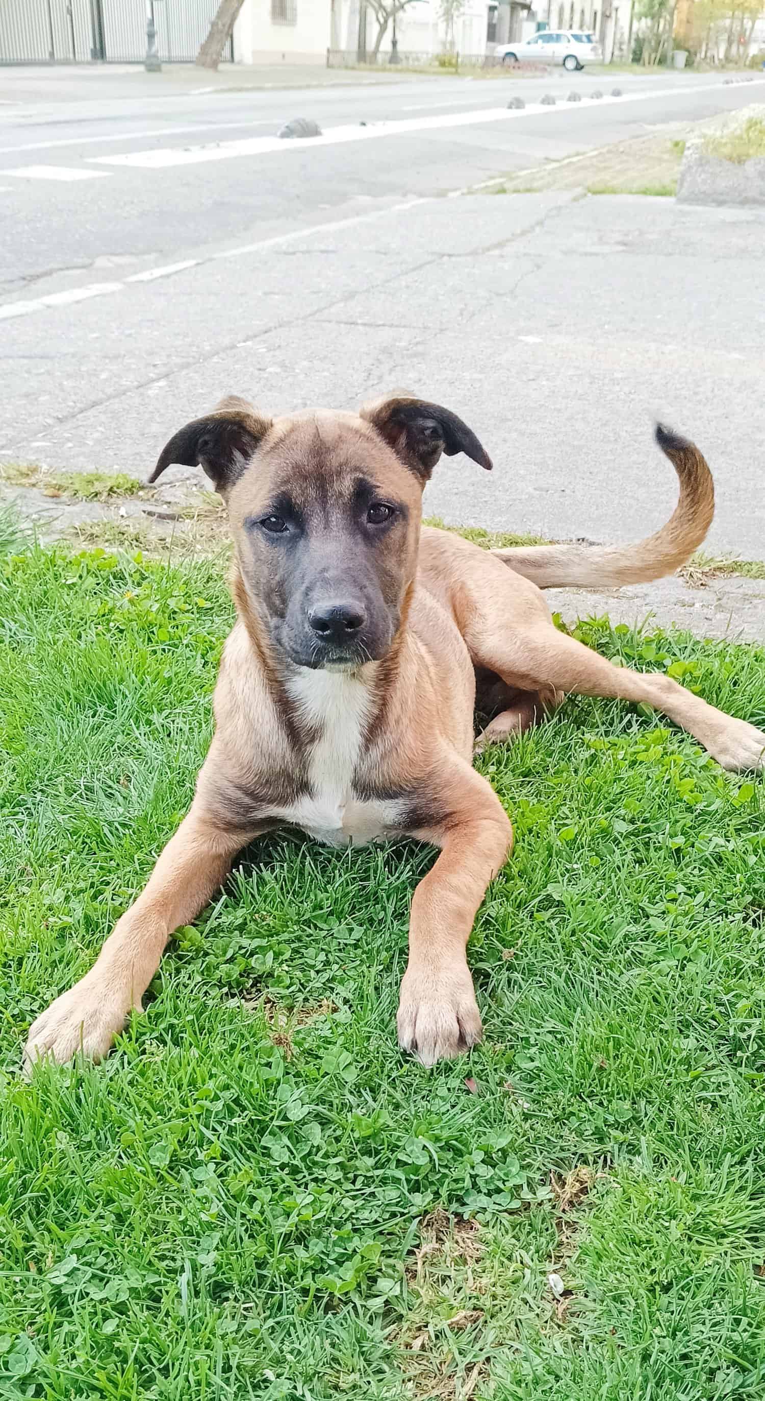 Perrita de entre 5 y 6 meses de edad, de orejas locas, color castaño casi completa, menos su hocico y la punta de su cola, que son negros. Parece una Pastor Belga flacucha, pesa 14 kilos. 