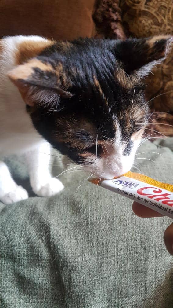 Gatita pelaje de tricolor: blanco, amarillo y negro 