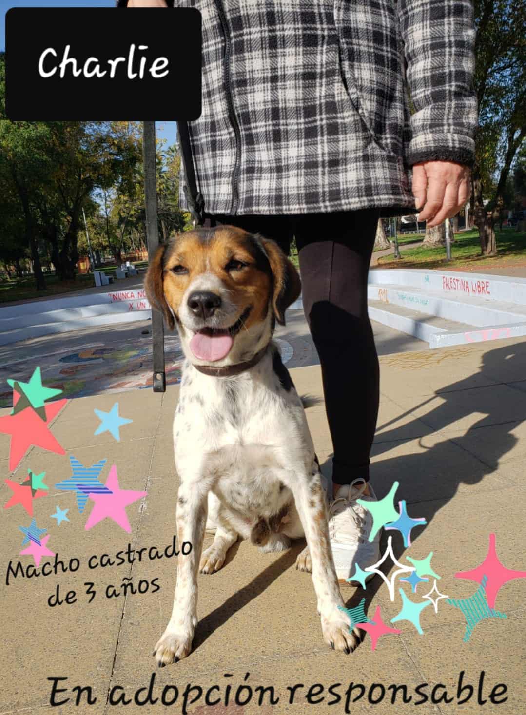 Es un perrito de tamaño mediano, pesa alrededor de 13 Kg. Se cree que es mestizo de Beagle con Fox Terrier. Es Blanco con machas Café y Negro, orejas largas y suaves.