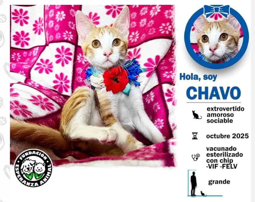 soy un bebito con 5 meses recién cumplido. Ya estoy vacunado, con chip y prontamente me esterilizan