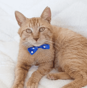 Soy un gatito con 3 años aprox. Ya estoy vacunado, esterilizado y con chip.