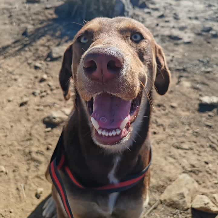 Es perro de mediano a grande. 

Ojos verdes claritos. 

Cafesito. 