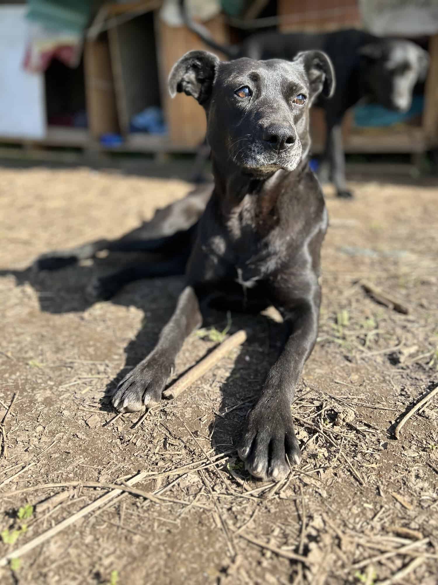 Negrita con su colita muy parada, por su edad ya tiene Bigotes blanquitos 