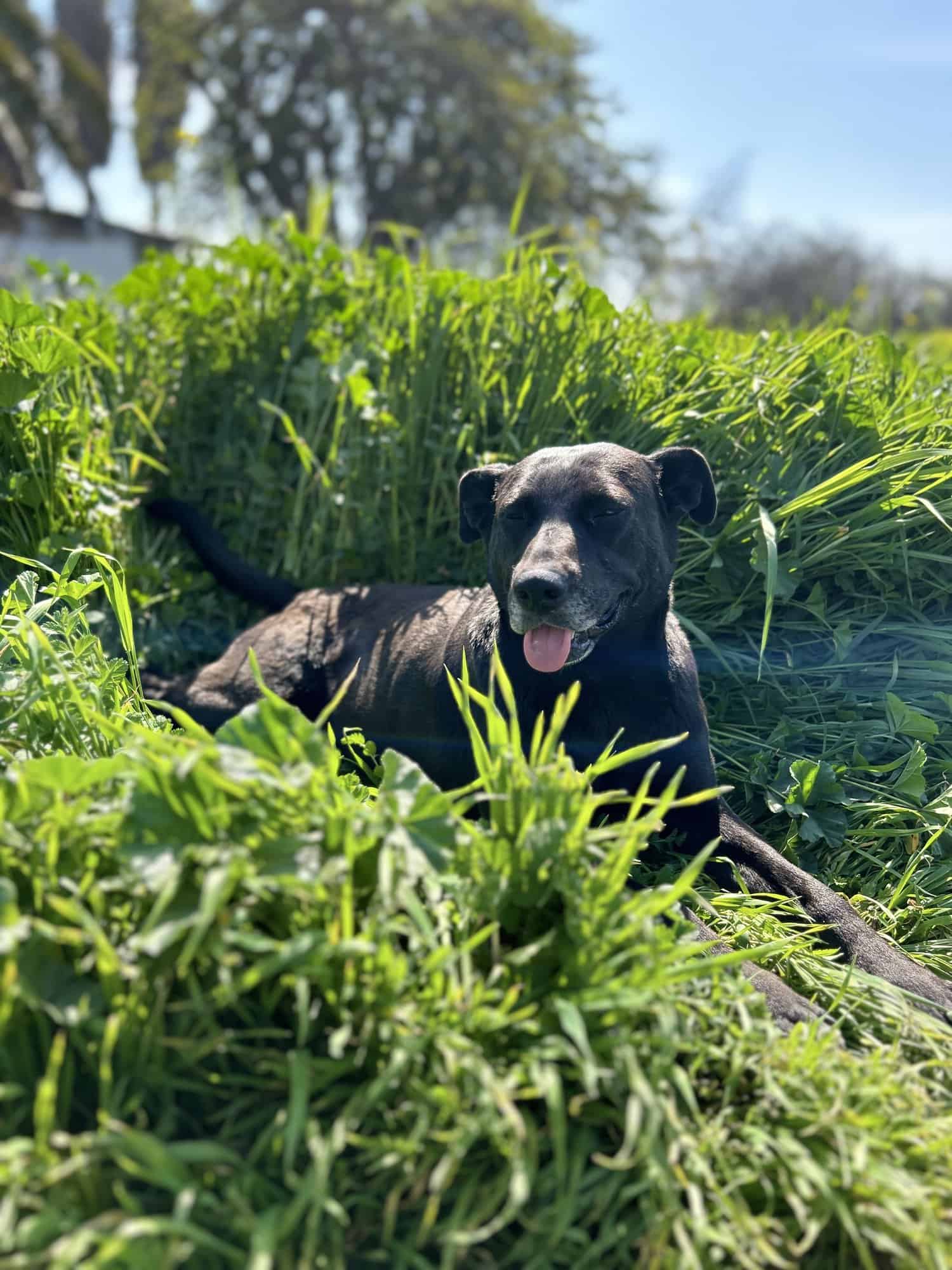 Negrita con su colita muy parada, por su edad ya tiene Bigotes blanquitos 