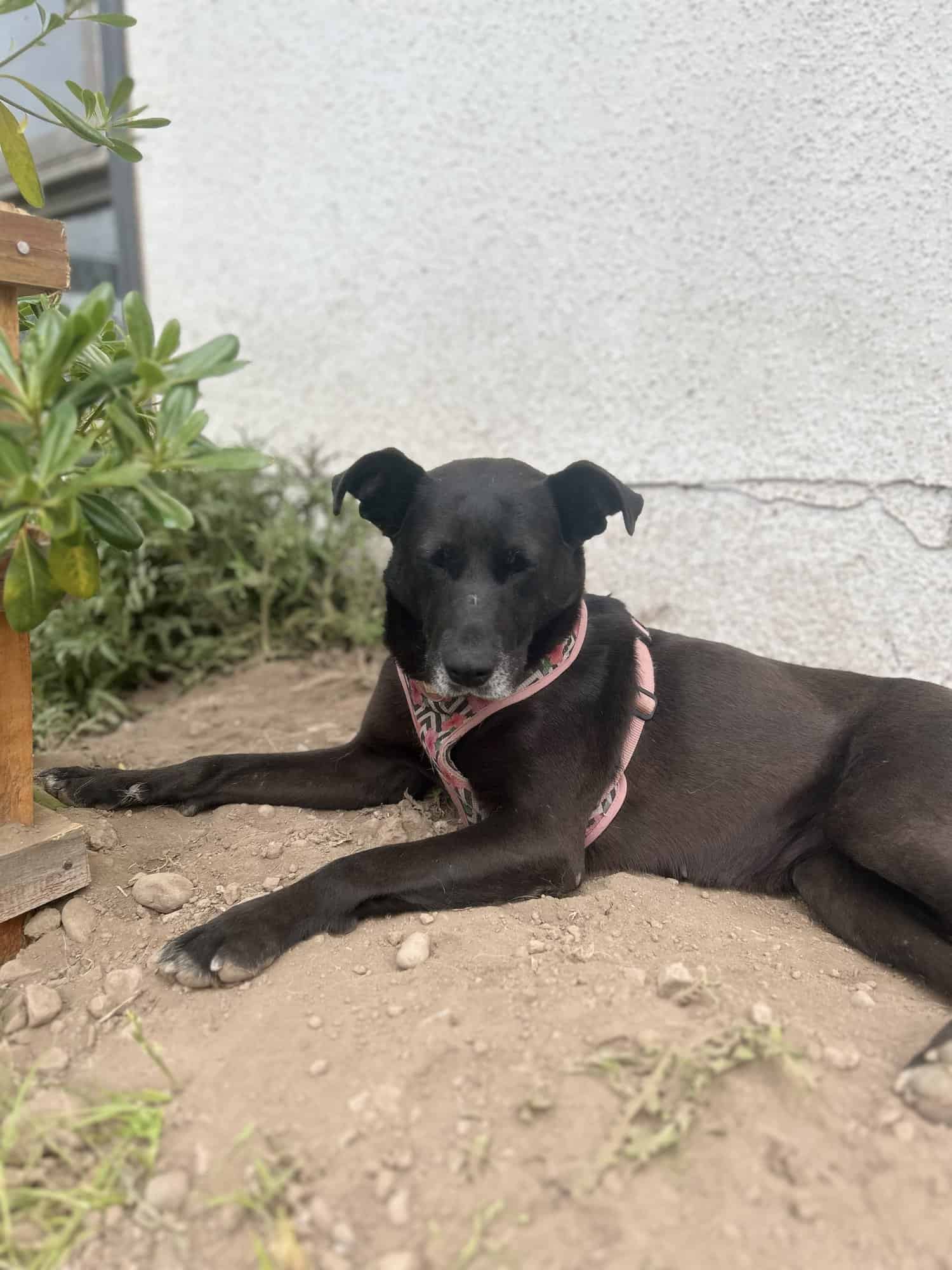 Negrita con su colita muy parada, por su edad ya tiene Bigotes blanquitos 